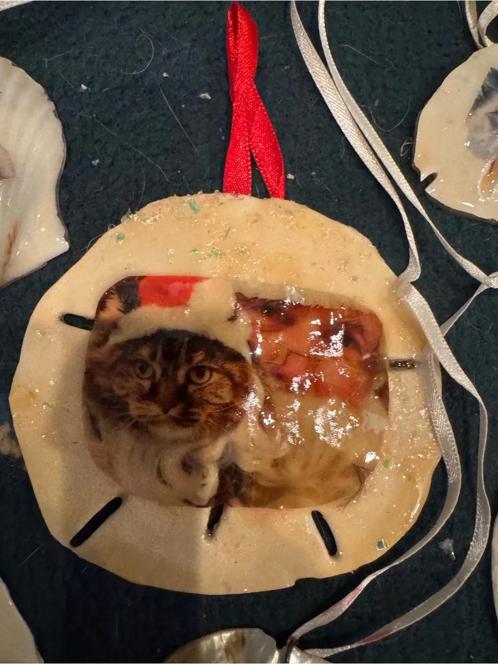 Handmade Cat Photo Ornaments sand dollars real shell- Assorted Cream, White, Tan